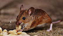 24 Hour & Emergency Exterminators in Thomaston, CT